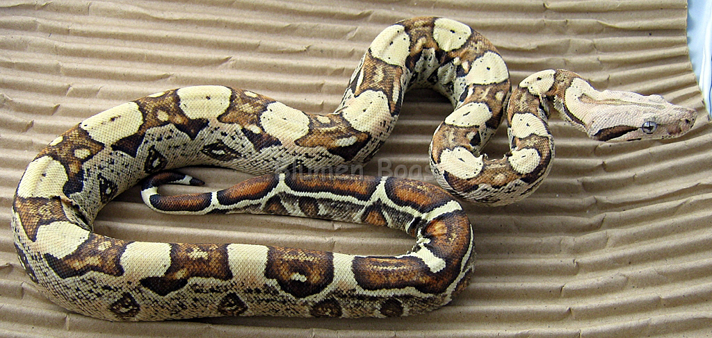 Boa Morphs - descriptions of various Boa Constrictor Morphs